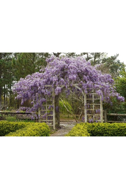 Глициния/Вистерия/японская/флорибунда `Мультижуга` (голубая) в саду в виде арки